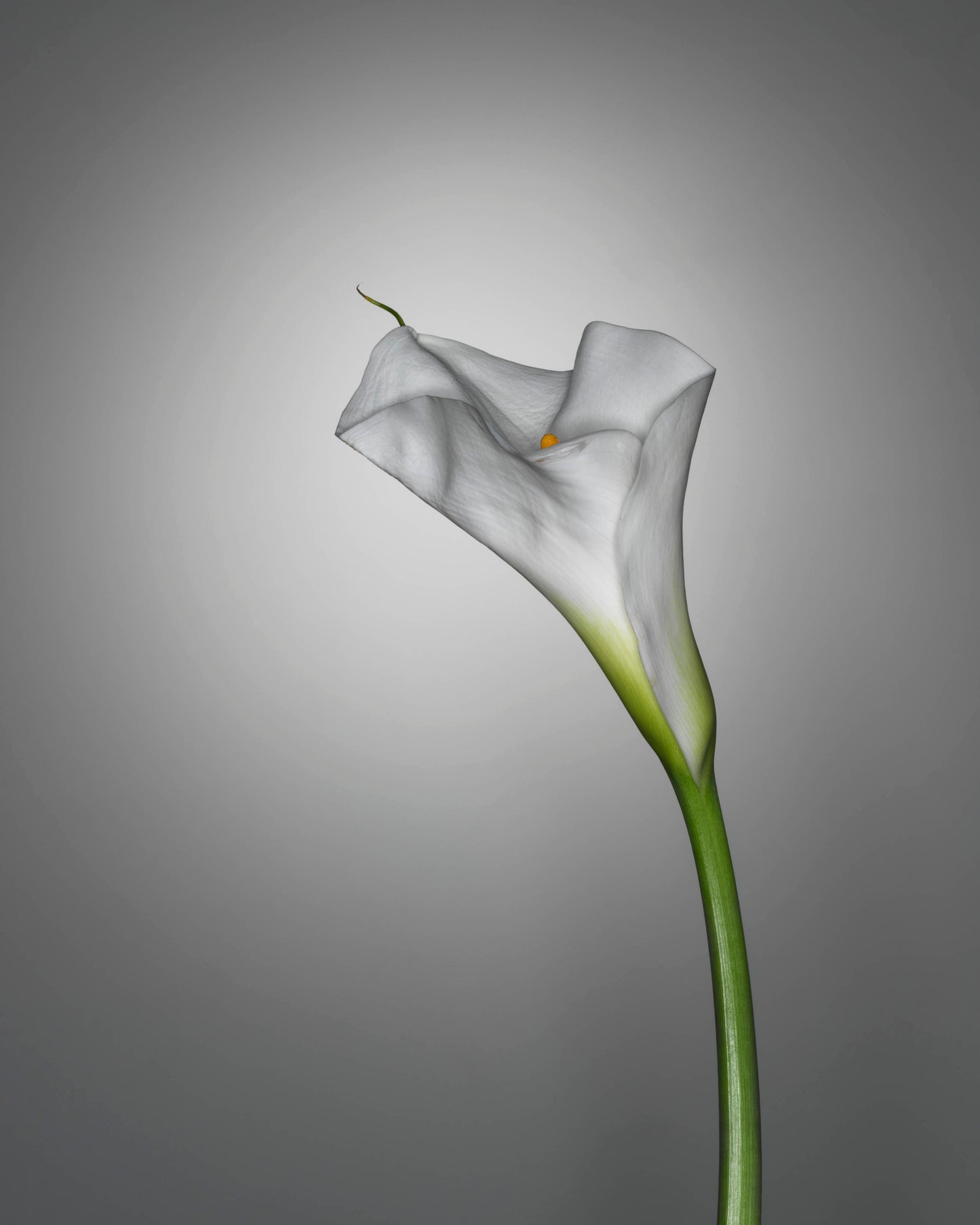 CALLA LILY