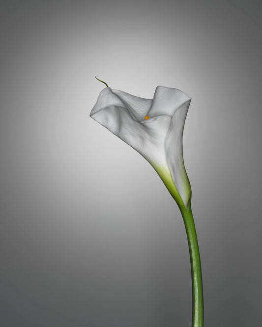 CALLA LILY